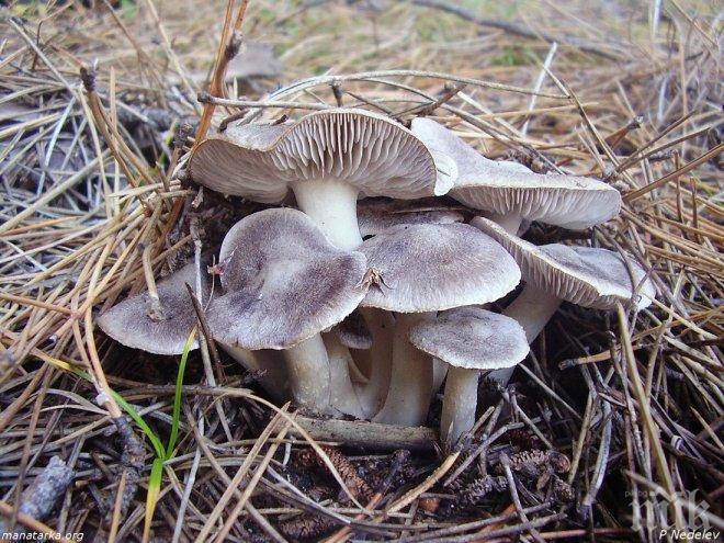 Франция е спряла голяма пратка радиоактивни гъби от Беларус