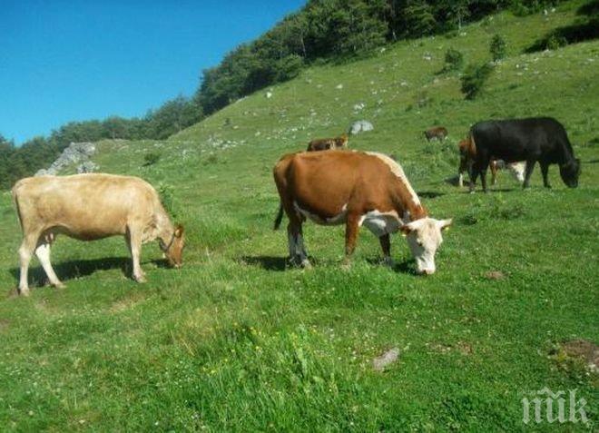 Опасно! В Испания бе потвърден случай на болестта луда крава