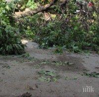 Аварийните екипи са реагирали на 22 сигнала за завирявания на пътни участъци и паднали дървета и клони в столицата днес