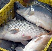 Спецакция на езерото Вая: 300 кила таранки и шарани арестувани от полицията в Бургас