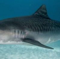 Ужас! Тигрова акула уби американска туристка край бреговете на остров в Тихия океан