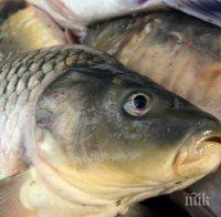 ПРЕДИ НИКУЛДЕН: Започват засилени проверки на търговците на риба