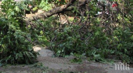 аварийните екипи реагирали сигнала завирявания пътни участъци паднали дървета клони столицата