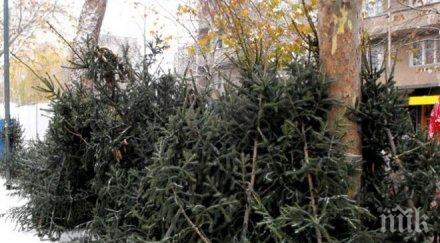 цените елхите стигнаха космически цени