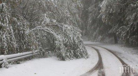 сигнала паднали клони софия