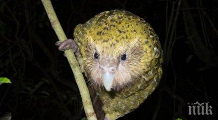 изчезна известната птица мислеща човек видео