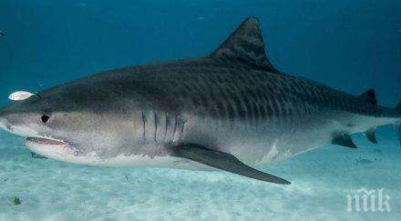 ужас тигрова акула уби американска туристка бреговете остров тихия океан