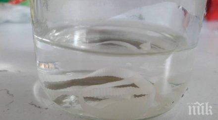 шокираща находка софиянка извади тения агнешки дроб закупен голяма търговска верига