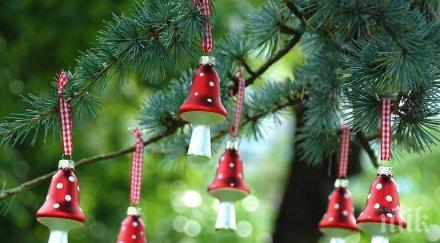 греда лошото време отмени запалването елхата софия