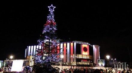 коледната елха софия грейва вторник