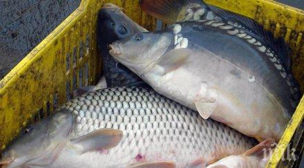 полезно каква риба купуваме никулден