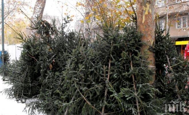 Цените на елхите стигнаха космически цени