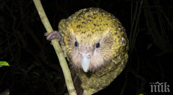 Изчезна най-известната птица, мислеща се за човек (ВИДЕО)