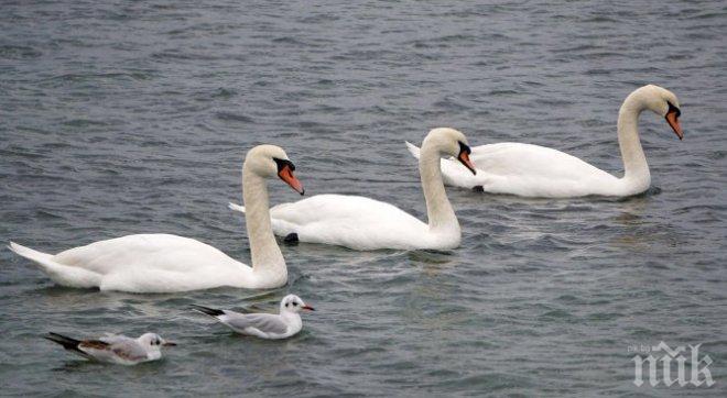 Скандинавските лебеди долетяха във Варна! Ето за какво е признак това