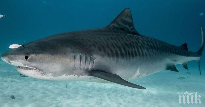 Ужас! Тигрова акула уби американска туристка край бреговете на остров в Тихия океан