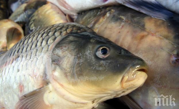 ПРЕДИ НИКУЛДЕН: Започват засилени проверки на търговците на риба