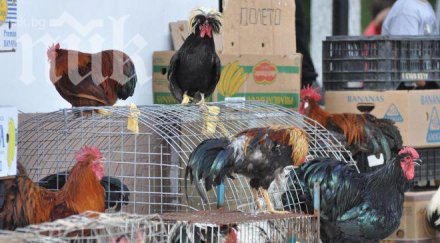 петлите цецо бойко яне серго дефилираха симитли