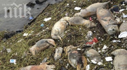 жертвите птичия грип китай вече души