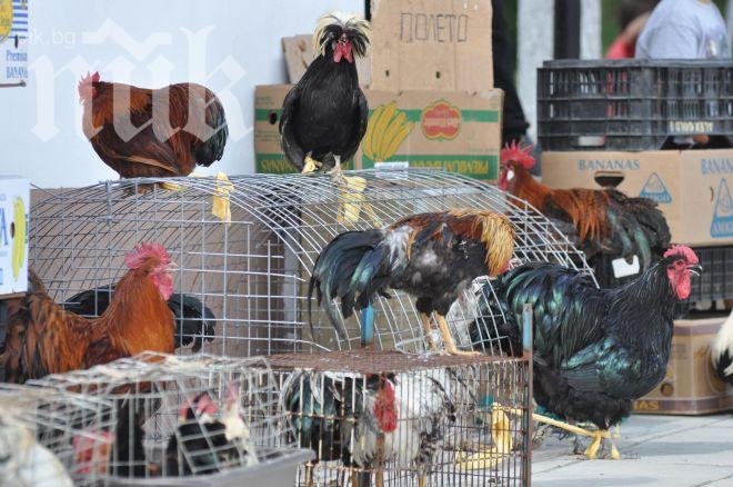 Петлите Цецо, Бойко, Яне и Серго дефилираха в Симитли