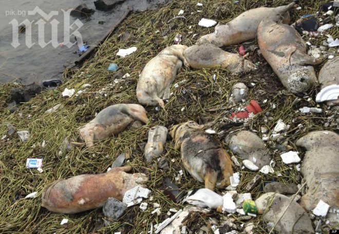 Жертвите от птичия грип в Китай вече са 31 души 