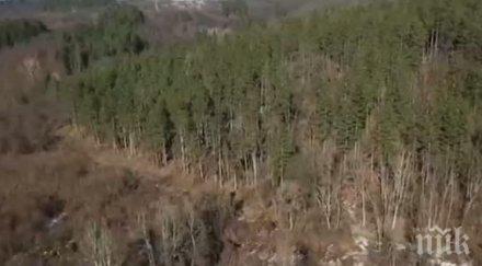 незаконна сеч син подписва документите баща горското мълчат