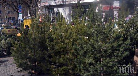 държавните горски предприятия вадят пазара 000 елхички