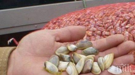 екшън пристанището приморско полицай хванат бяла мида нямал разрешително