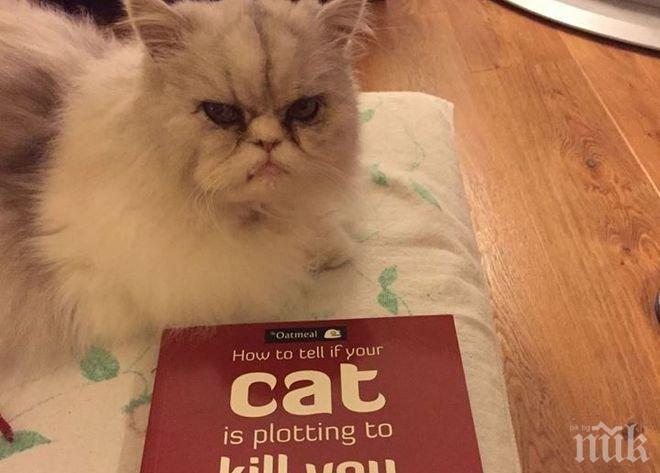 Сладка работа! Клиника търси професионалист в гушкането на котки, заплатата е по-висока от тази на депутатите