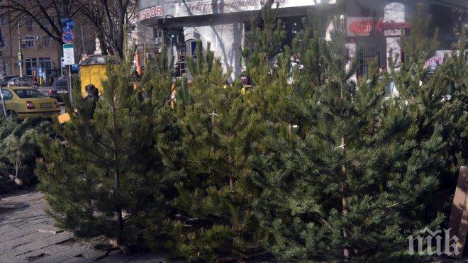 Държавните горски предприятия вадят на пазара 50 000 елхички