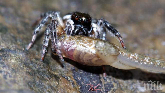 В Индия бе открит паяк, който се храни с попови лъжички