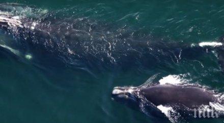 природен катаклизъм изчезва бискайският кит видео