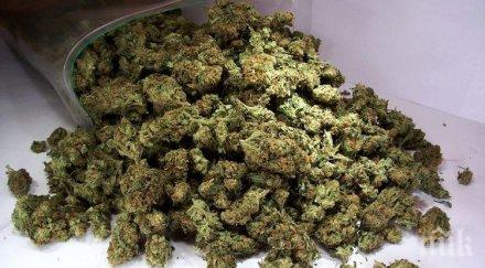 лекарство марихуаната вреди