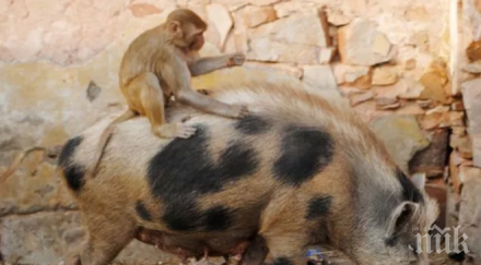 добри приятели маймуна яхнала свиня превърна хит социалните мрежи