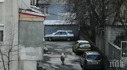 пръч шляе улиците шумен стопаните издирват дърво камък