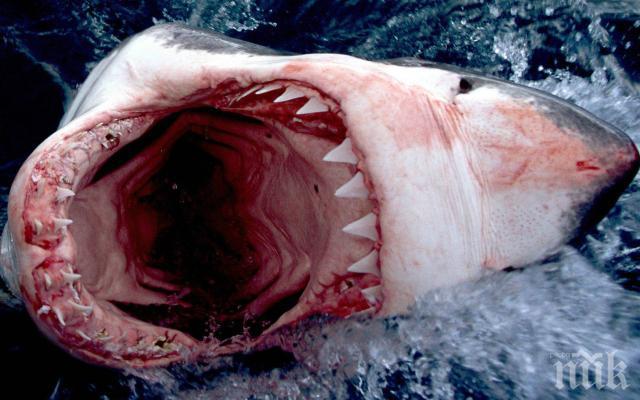 Водолаз се размина на косъм с челюстите на голяма бяла акула (ШОКИРАЩО ВИДЕО)