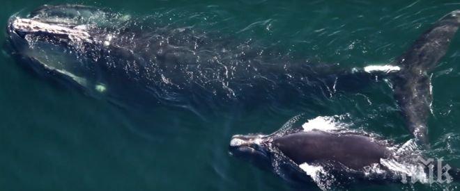Природен катаклизъм! Изчезва бискайският кит (ВИДЕО)