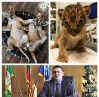 БУНТ СРЕЩУ КМЕТА НА РАЗГРАД! Стартира втора спасителна акция за лъвчетата Терез и Масуд! Градоначалникът иска да ги обрече на смърт в Пазарджик (ТРОГАТЕЛНИ СНИМКИ)