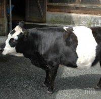 КУРИОЗ! Фермер отглежда крава с размерите на куче