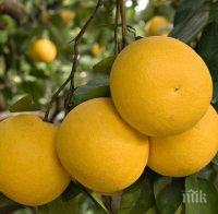 След урагана „Ирма“: Стихията унищожи реколтата от грейпфрут във Флорида