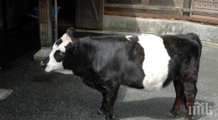 куриоз фермер отглежда крава размерите куче