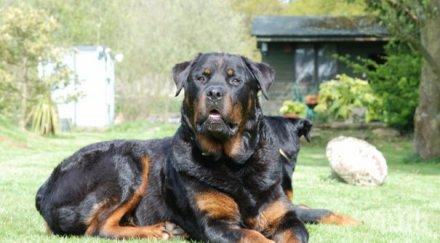 кучета скъпите света снимки