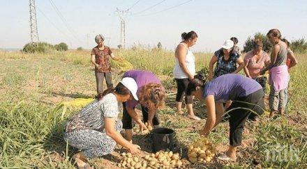 пример безработни роми нахраниха цяло село взеха нито стотинка