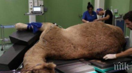 дубай откри болница камили