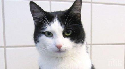 котка оцеля минутно пране перална машина норвегия