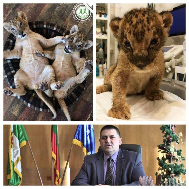 БУНТ СРЕЩУ КМЕТА НА РАЗГРАД! Стартира втора спасителна акция за лъвчетата Терез и Масуд! Градоначалникът иска да ги обрече на смърт в Пазарджик (ТРОГАТЕЛНИ СНИМКИ)