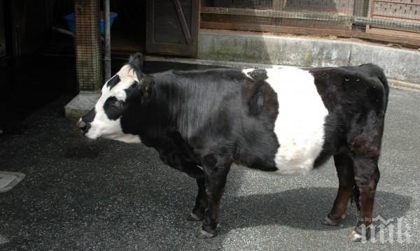КУРИОЗ! Фермер отглежда крава с размерите на куче