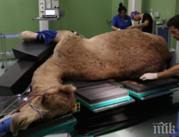 Дубай откри болница за камили
