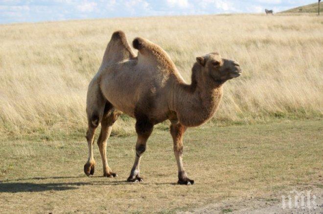 В Дубай откриха модерна болница за камили