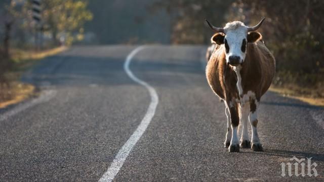 Крава избяга от рождественска сцена и хукна по магистрала