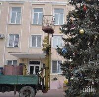 Предколедни пакостници: Крави изядоха елхата в Изворище, не дочакаха да светнат лампичките 